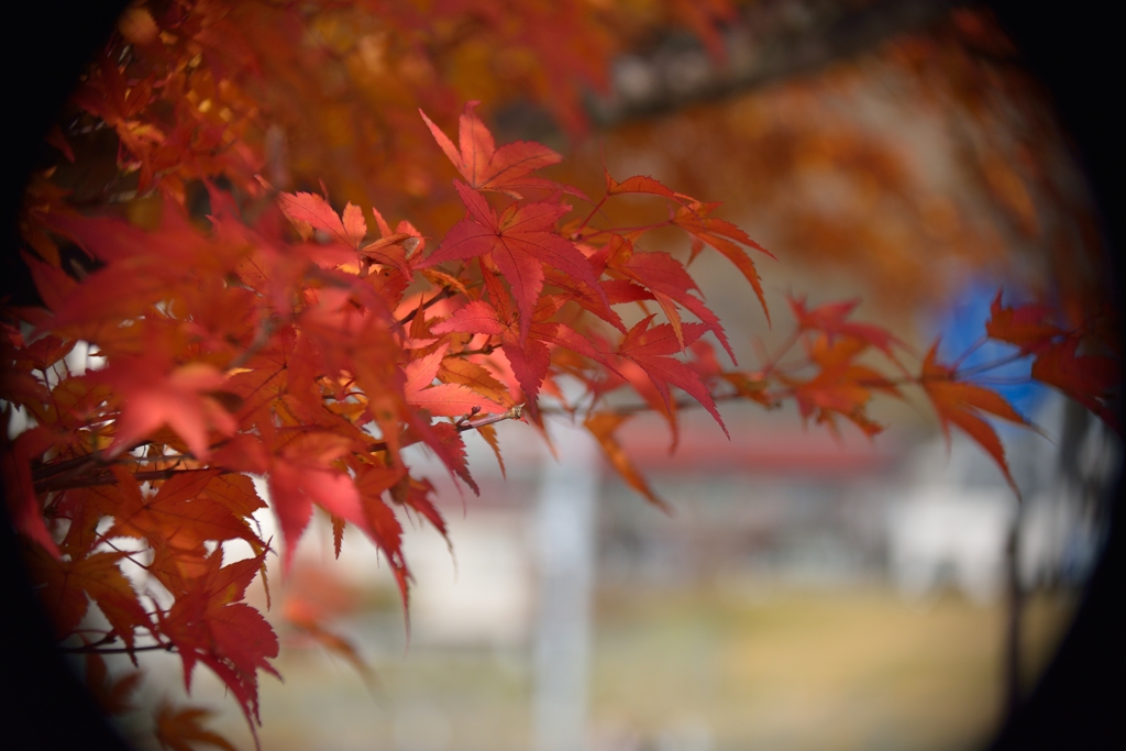 紅葉魚眼風