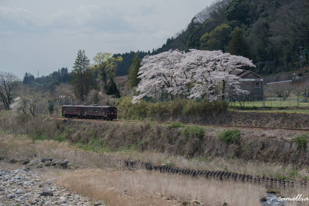 廃校の桜