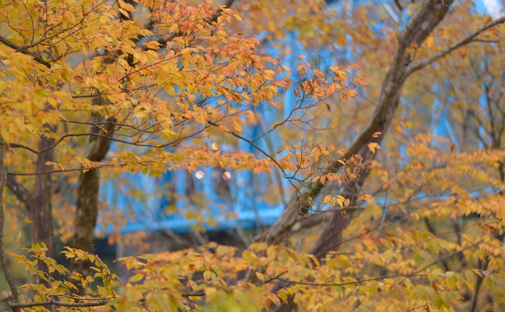 渡良瀬川第二橋梁紅葉便り
