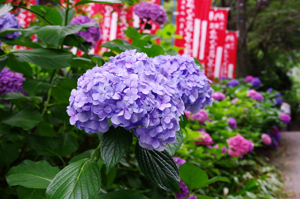 彩
