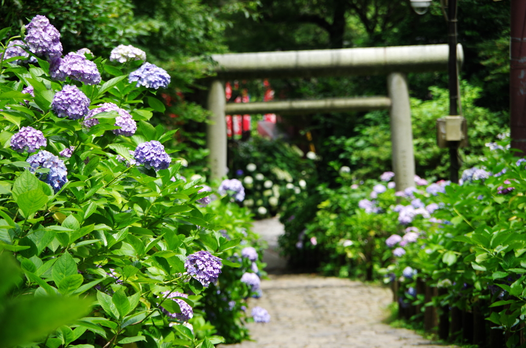あじさい坂
