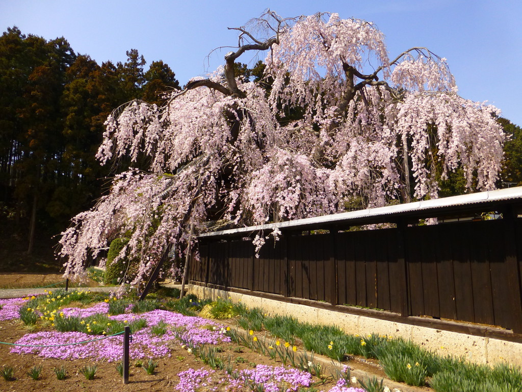 芝桜と