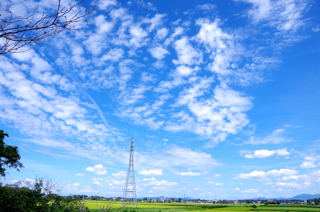 羽ばたく