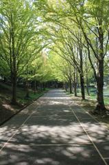 水戸市植物公園並木道