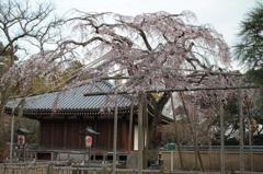 東漸寺しだれ桜