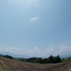 昼のキャベツ畑