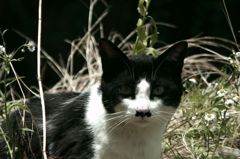 ちょびひげネコ