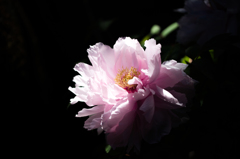 peony