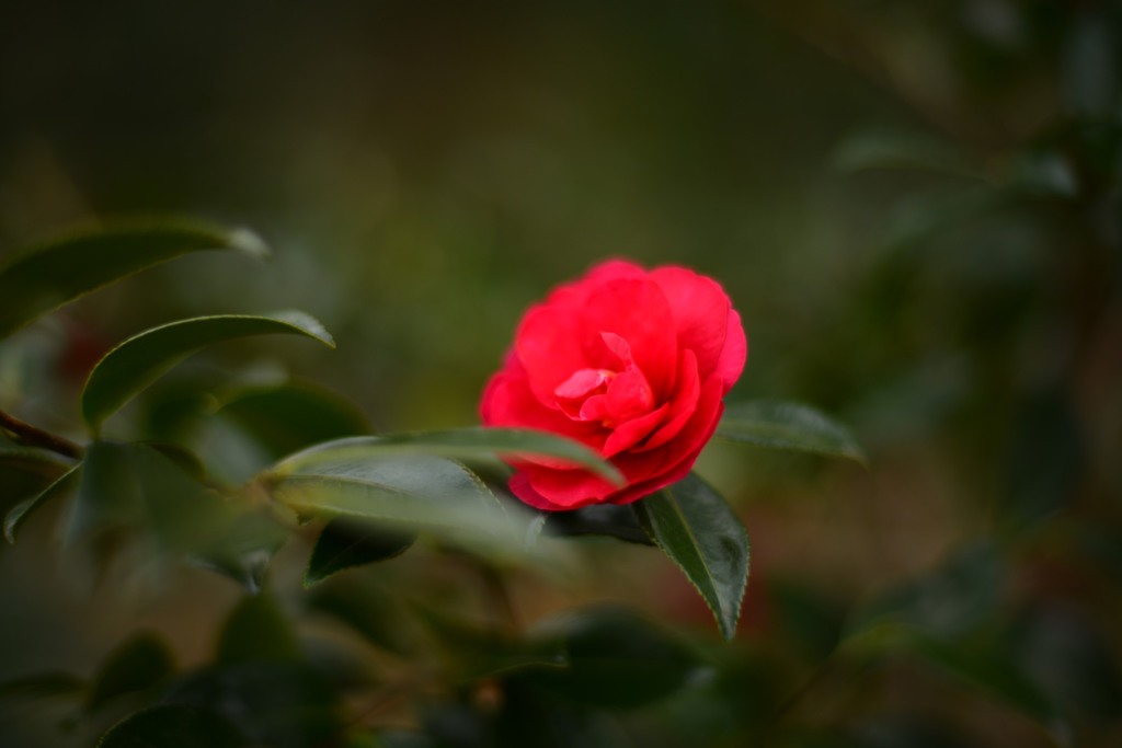 冬の花