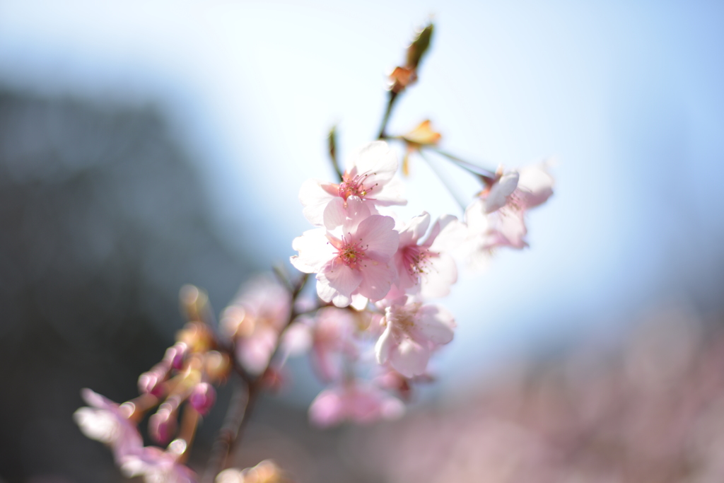 桜