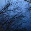 緑の季節が待ち遠しい