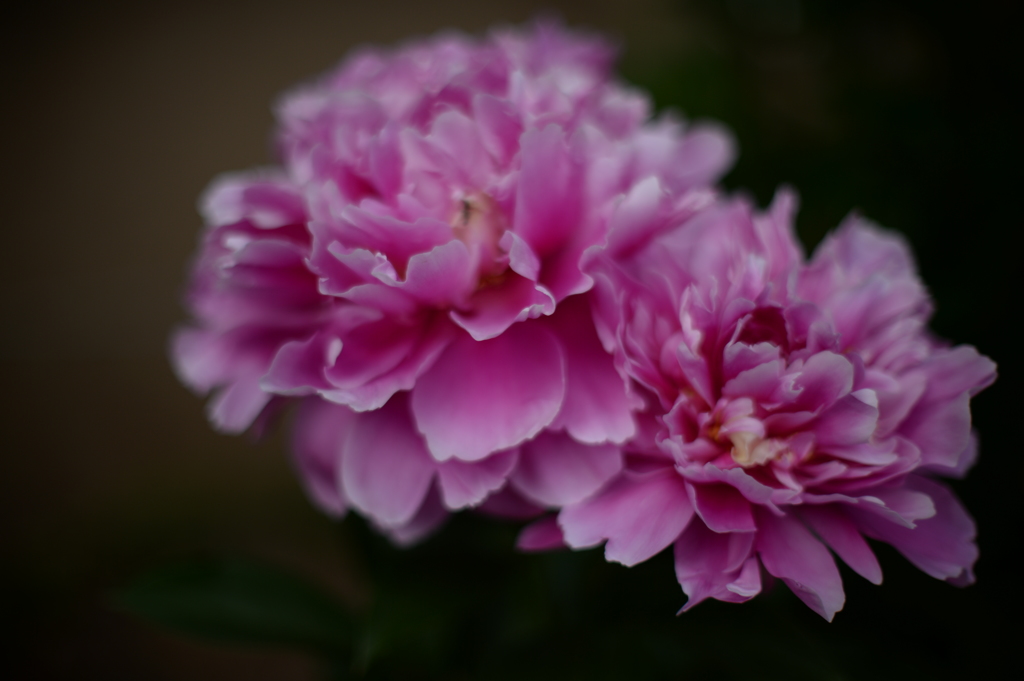 芍薬