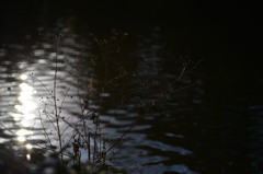 池