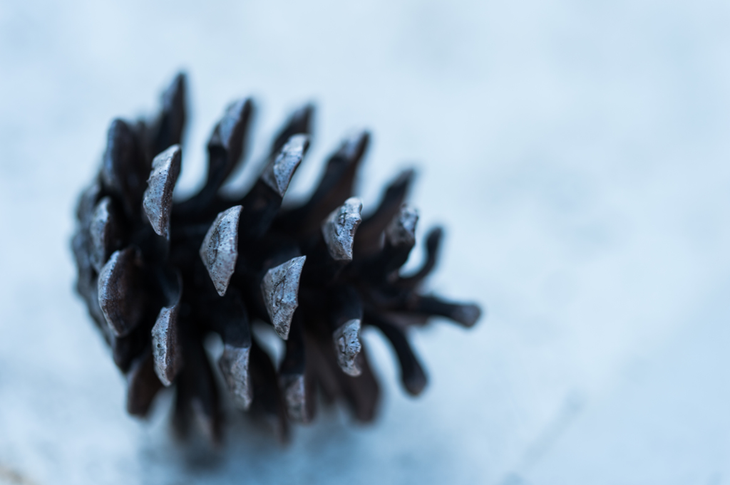 pine cones