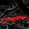 紅