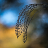 herbe argent