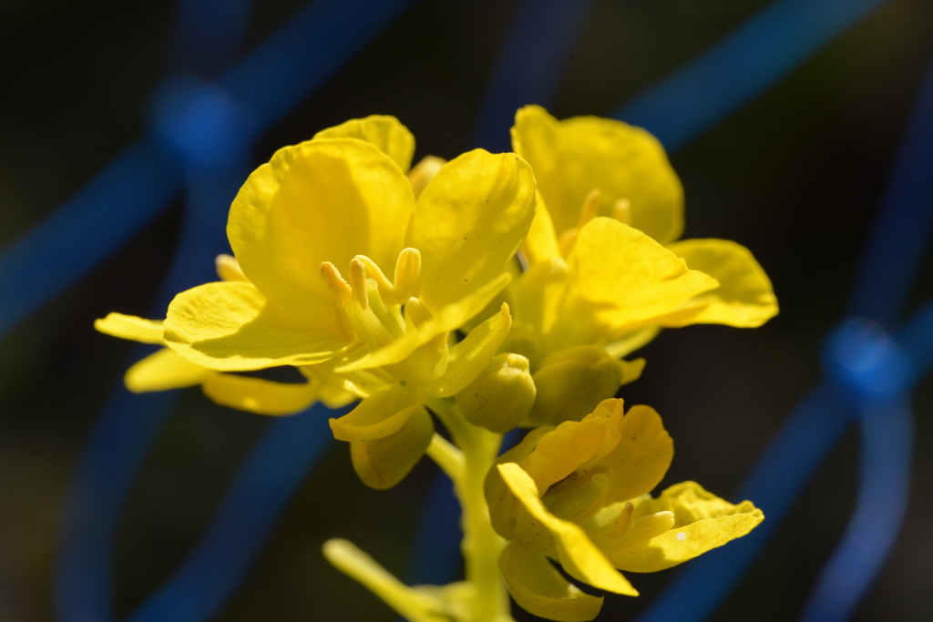 菜の花