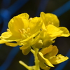 菜の花
