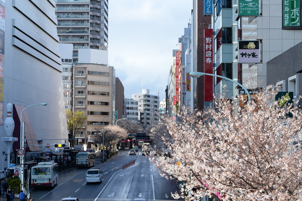 桜並木