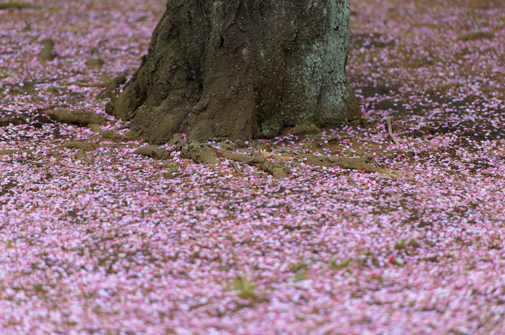 cherry carpet