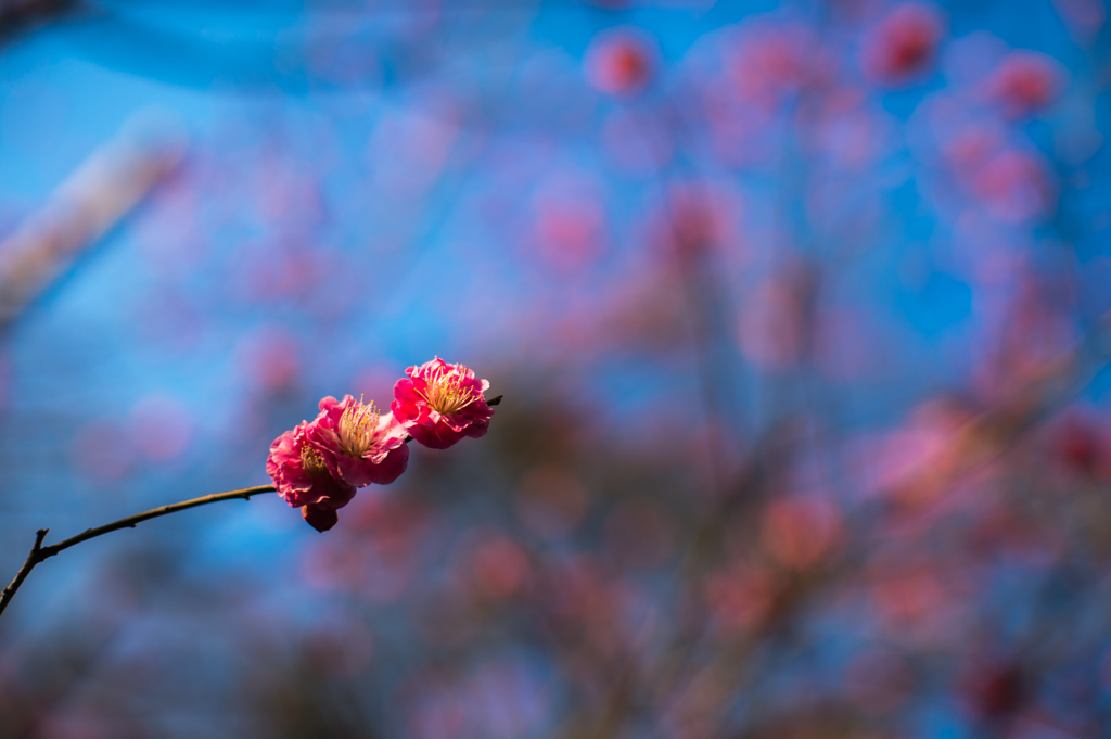 plum blossom
