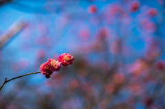 plum blossom