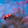 plum blossom