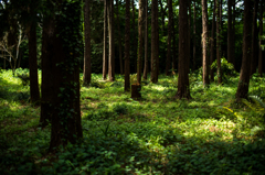 sunshine filtering through foliage