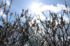 Japanese apricot