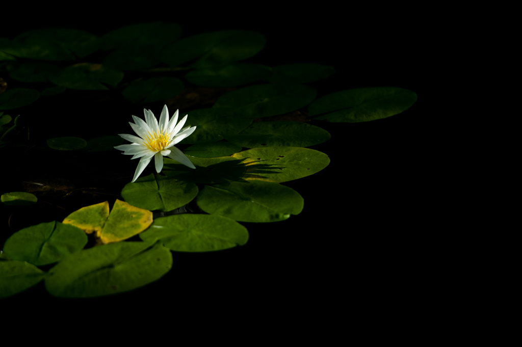 water lily