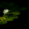 water lily