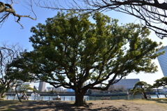 木