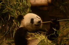 笹食ってる場合