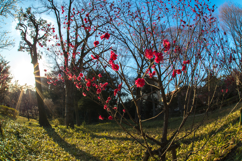 plum grove