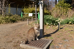 水が飲みたいにゃー