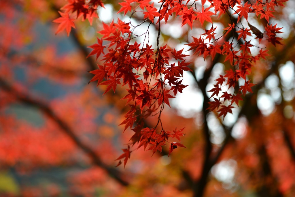 紅葉２