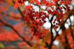 紅葉２