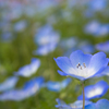 nemophila