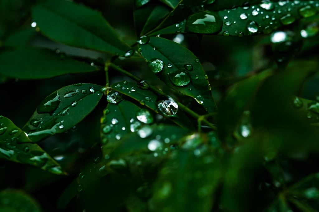 雨上がり