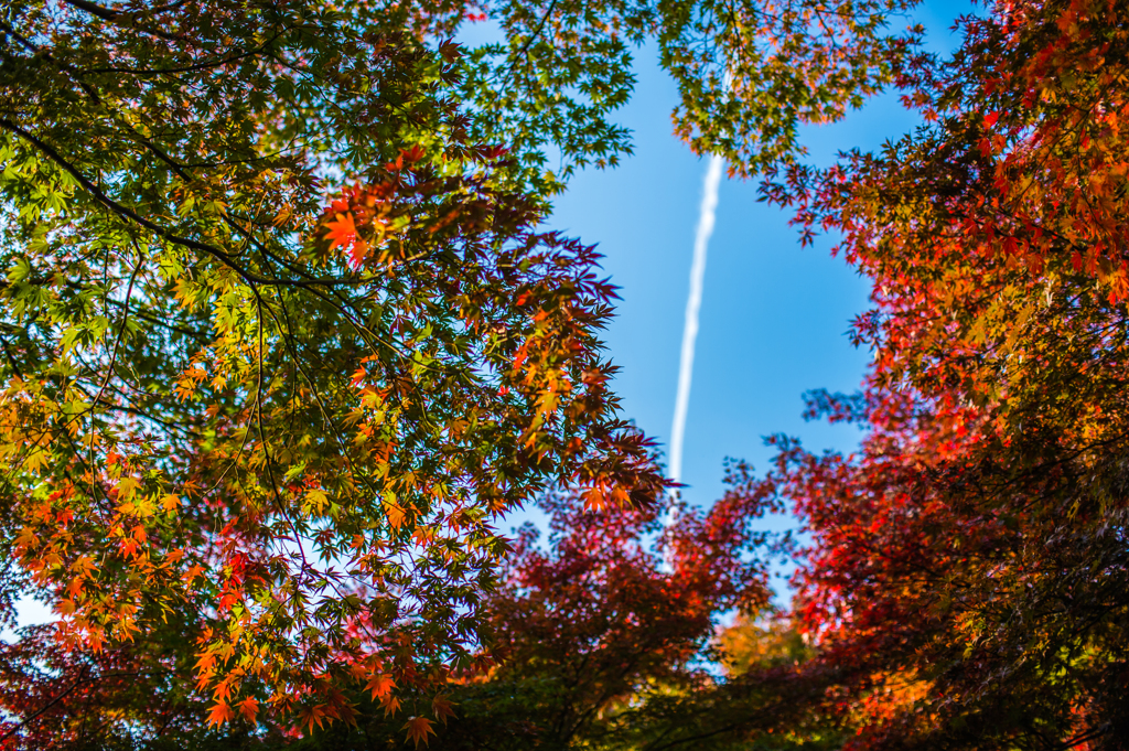 Traînées et les feuilles d'automne