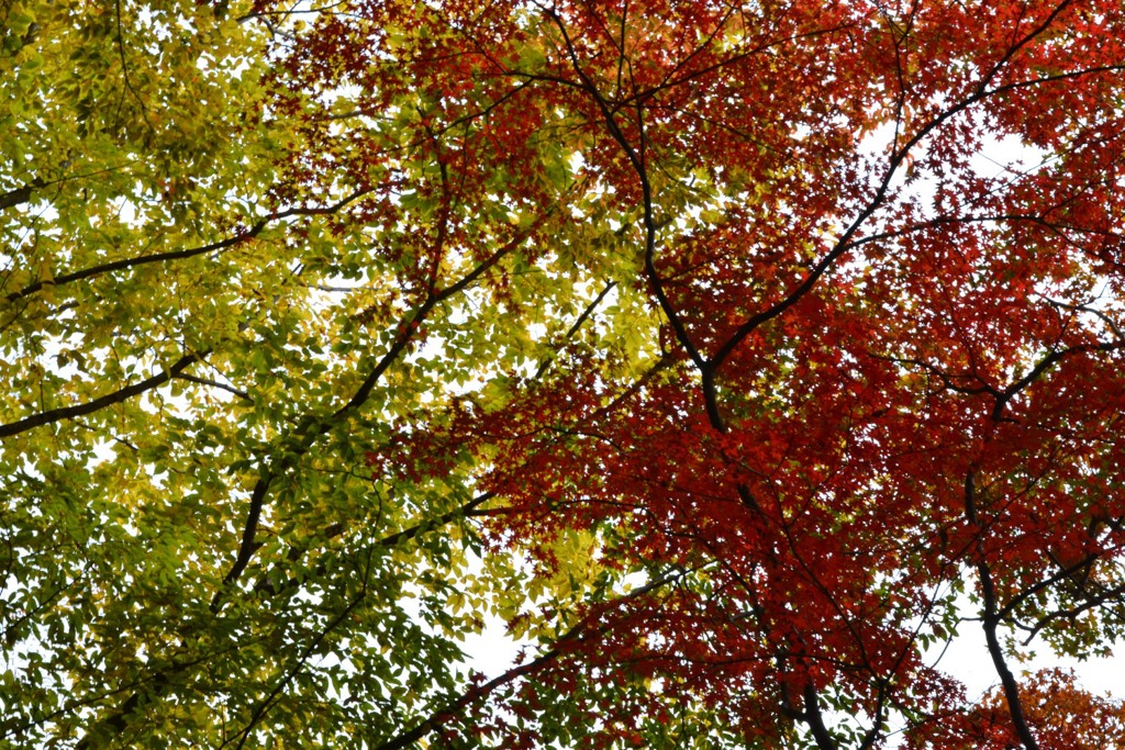 紅葉１