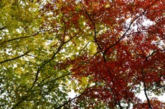 紅葉１