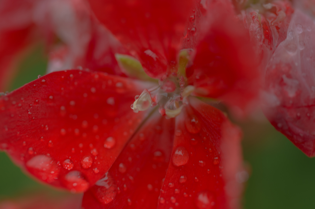 rainy　red