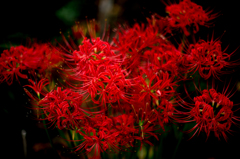 lycoris