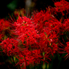 lycoris