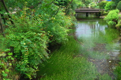 Green Stream