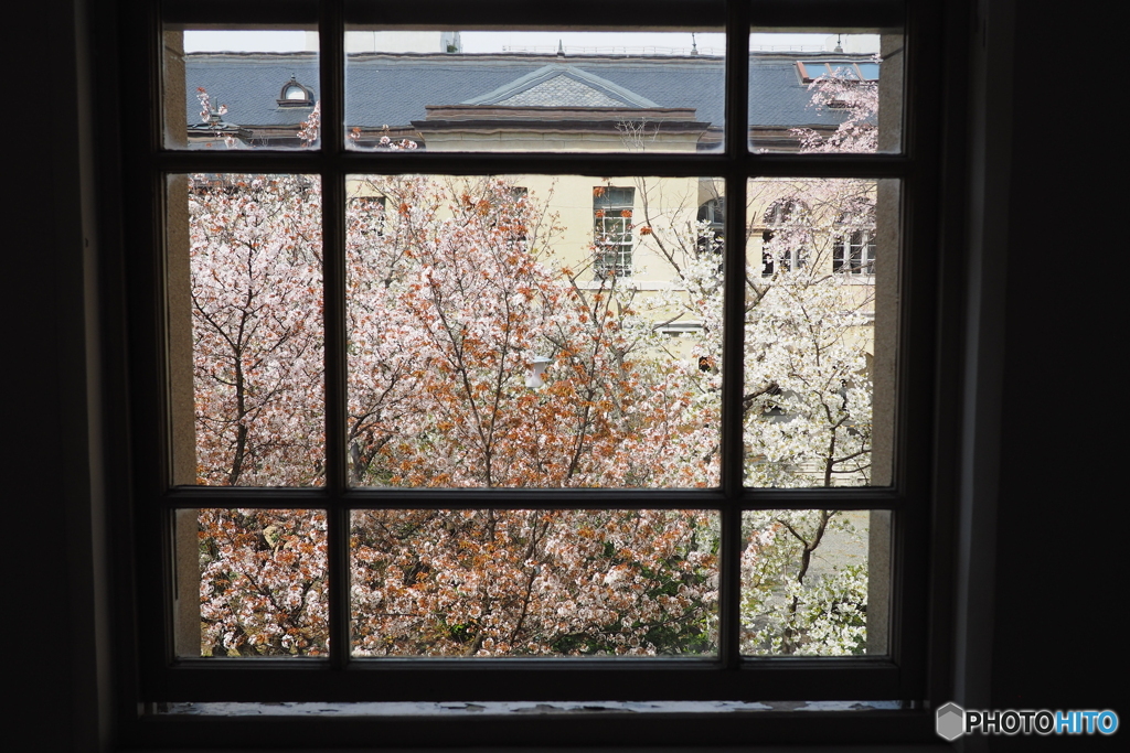 京都府庁 窓越しの桜