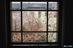 京都府庁 窓越しの桜