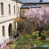 京都府庁 中庭の春2