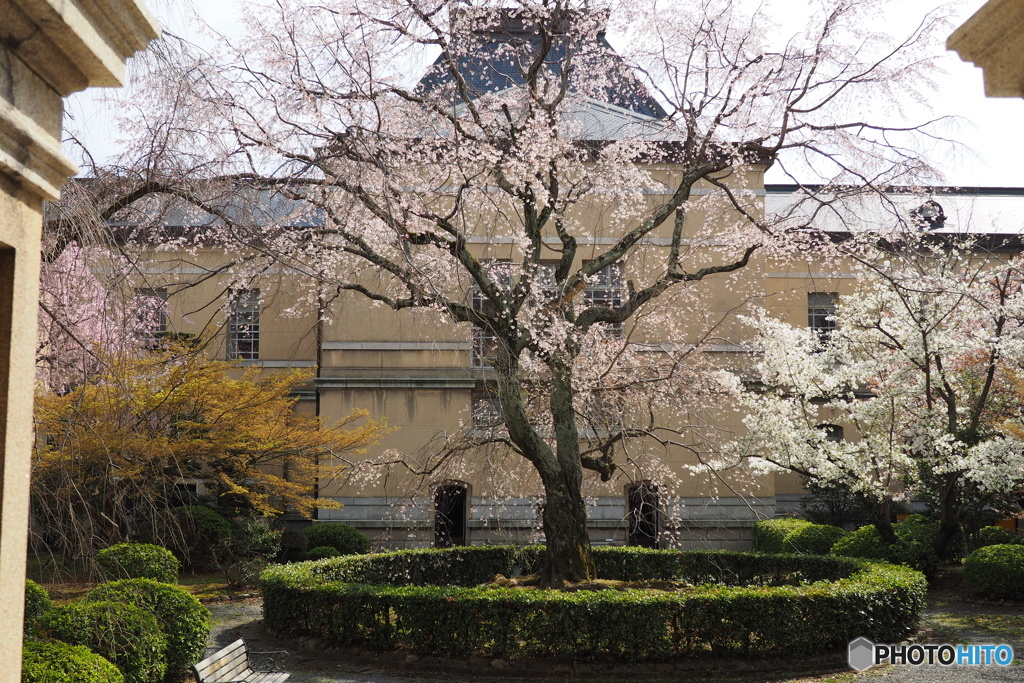 京都府庁 中庭の春1